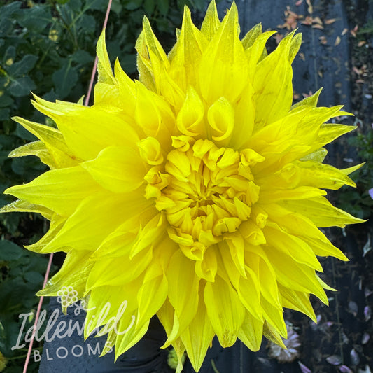 Bonaventure dahlia tuber, Bonaventure dahlia bulb, Bonaventure dahlia flower