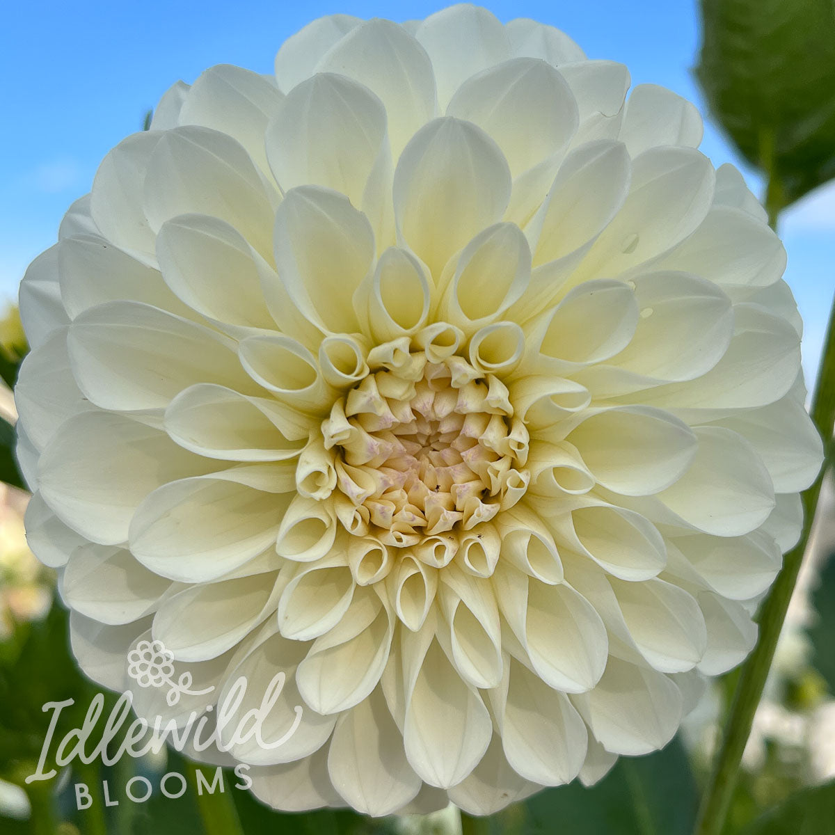 Boom Boom White dahlia flowers, Boom Boom White dahlia tuber, Boom Boom White dahlia bulb