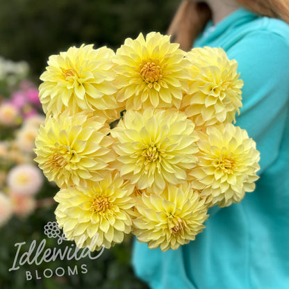 Born Sty dahlia tubers, Born Sty dahlia bulbs, Born Sty dahlia bouquet