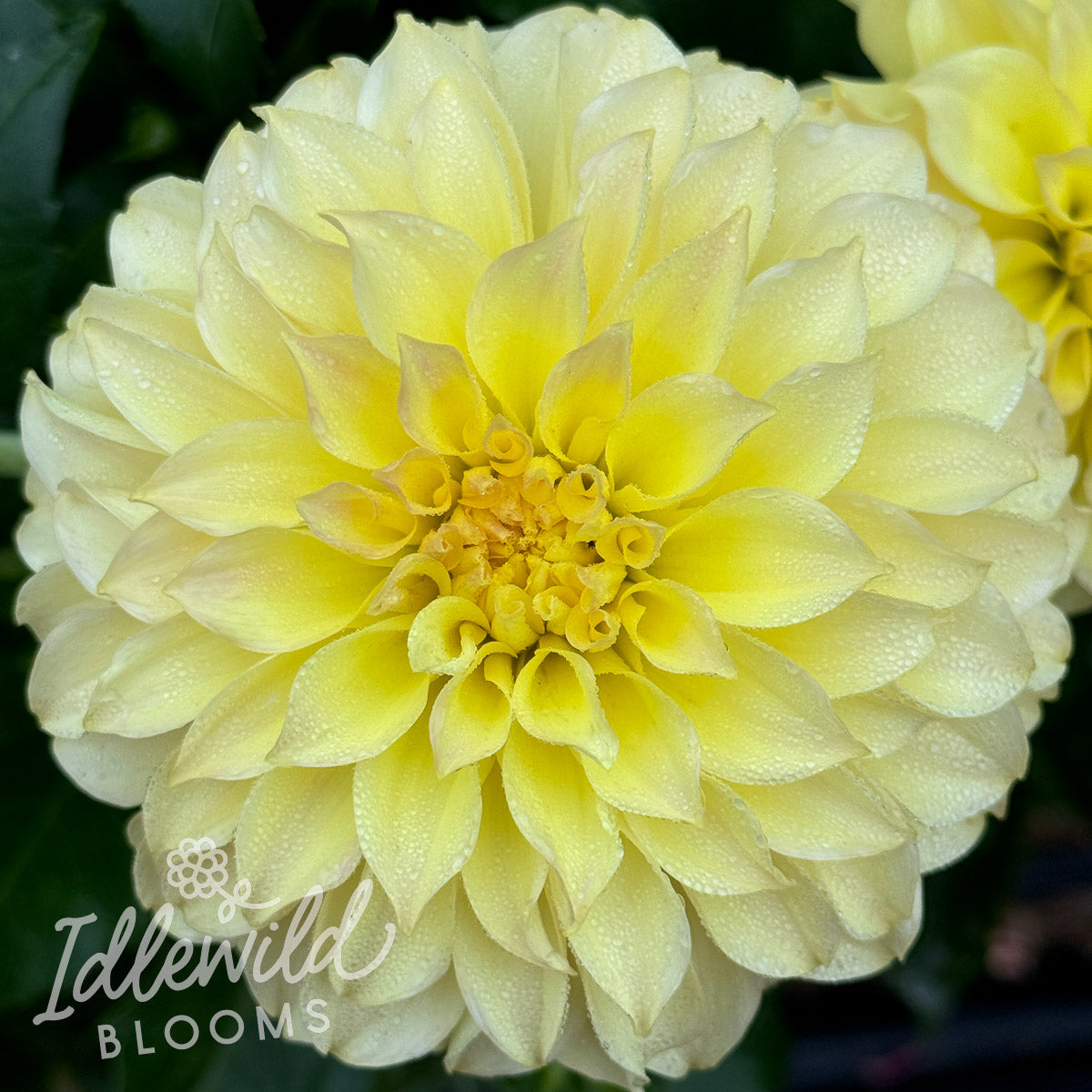 Born Sty dahlia tuber, Born Sty dahlia bulb, Born Sty dahlia flower