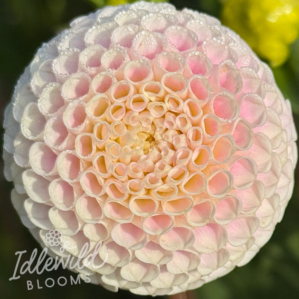 Bowen dahlia tuber, Bowen dahlia flower, Bowen dahlia bulb