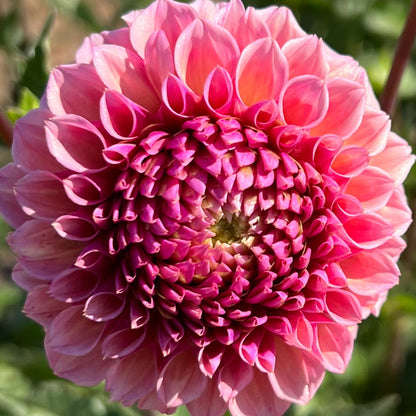 bracken rose dahlia tuber bulb flower