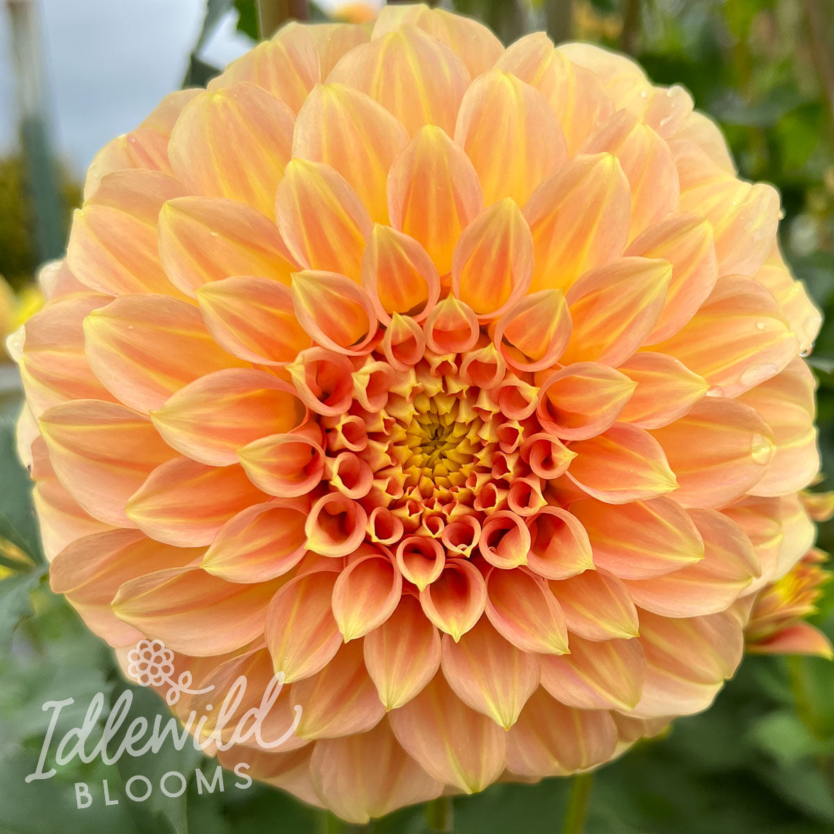 Bracken Sarah Dahlia Tuber Bracken Sarah Flower Bulb Information Bracken Sarah Dahlia Tuber Bracken Sarah Flower Bulb Information