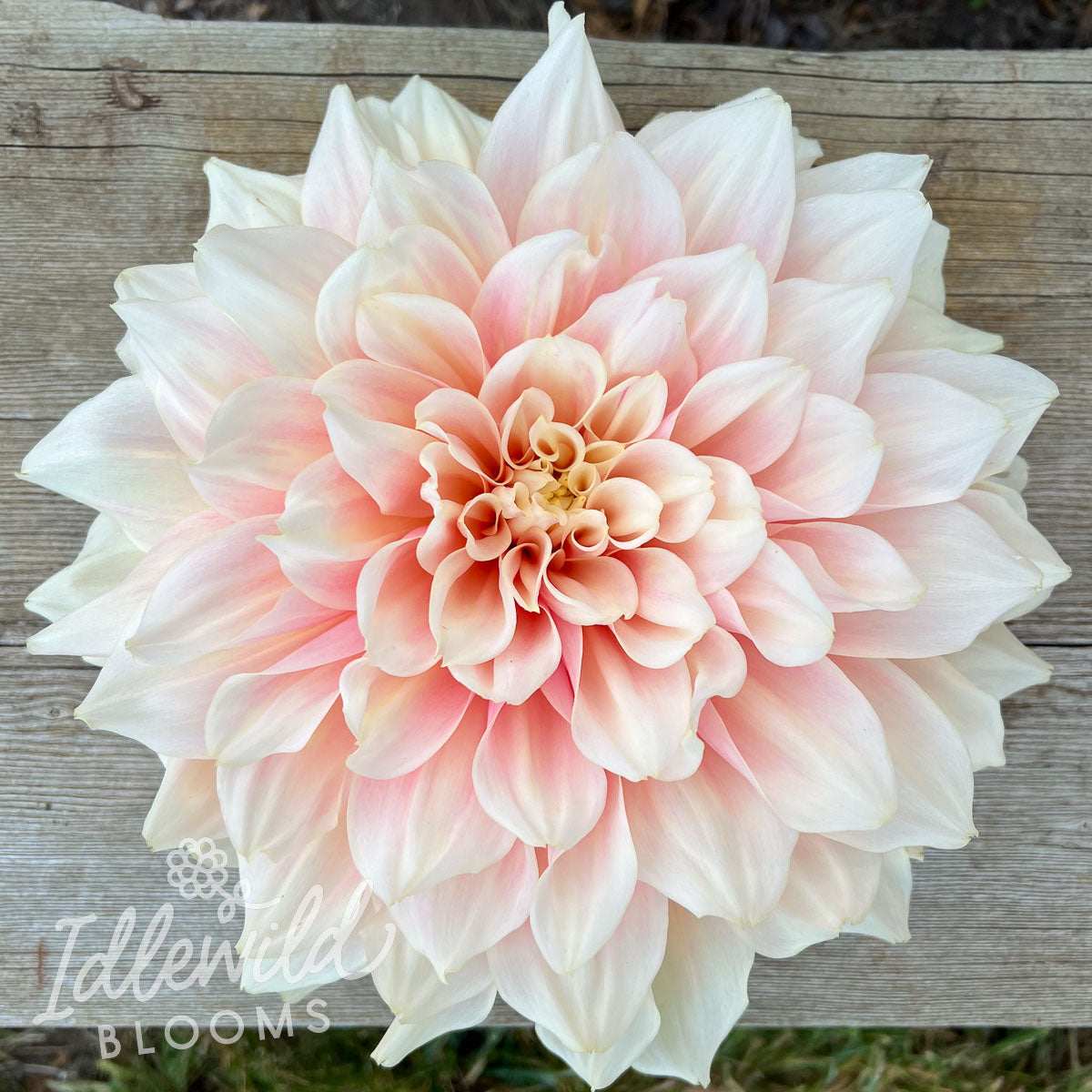 Break Out dahlia tuber, Break Out dahlia bulb, Break Out dahlia flower