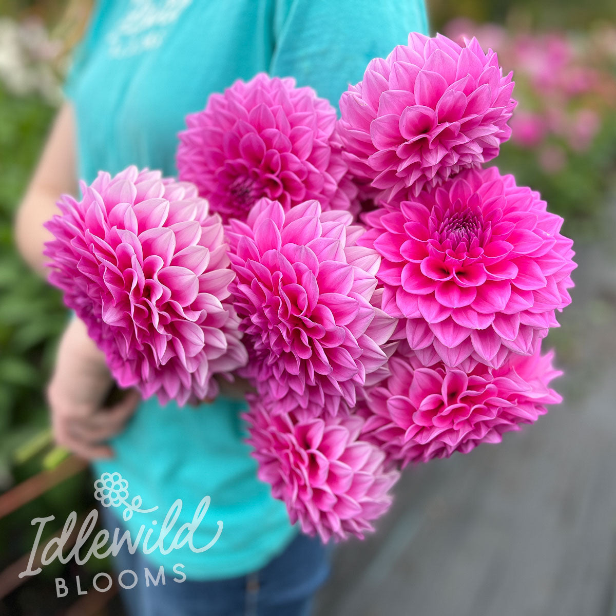 Brian R Dahlia Tuber | Brian R Flower Bulb & Information