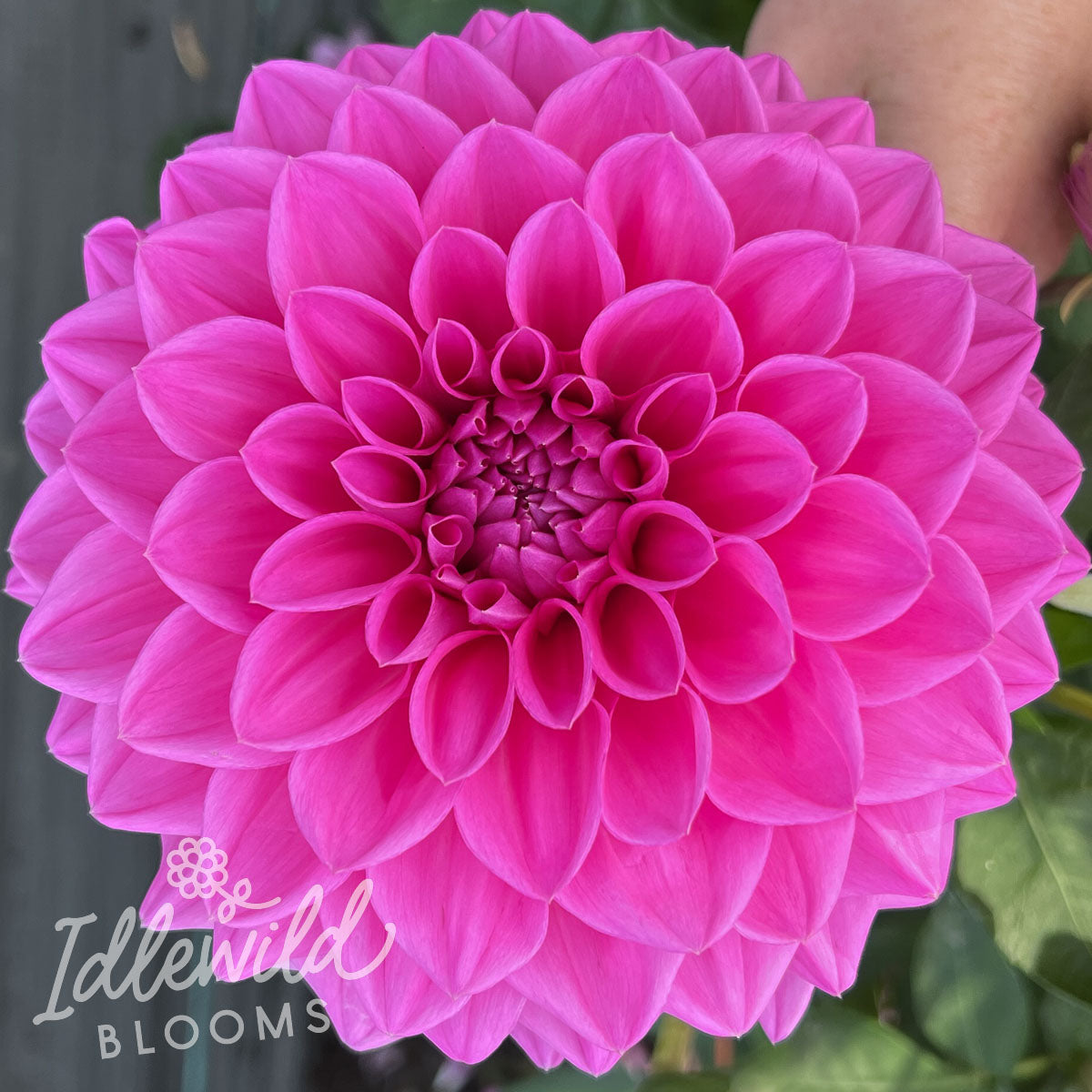 Brian R Dahlia Tuber | Brian R Flower Bulb & Information – Idlewild Blooms
