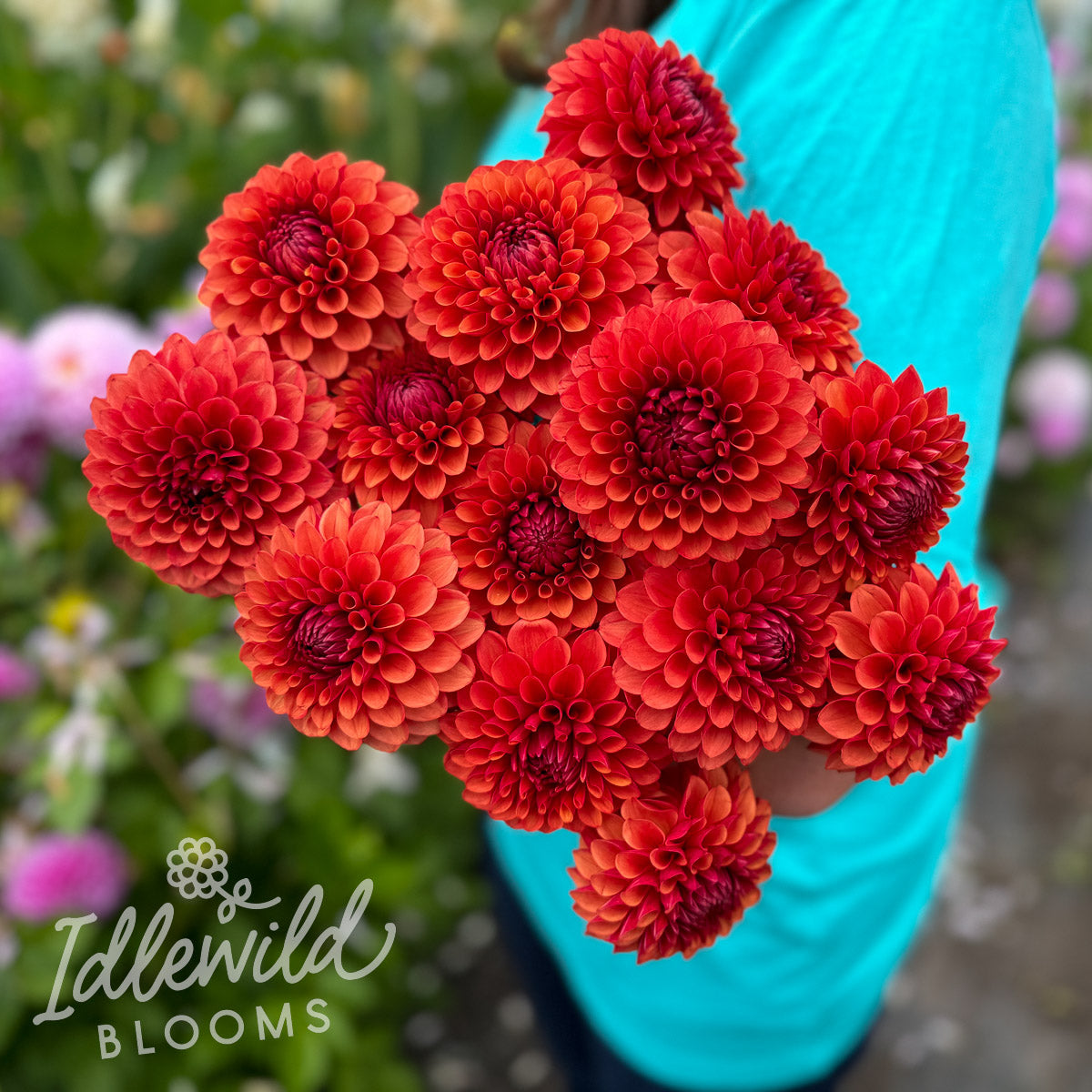 Brown Sugar dahlia tubers, Brown Sugar dahlia bulbs, Brown Sugar dahlia bouquet