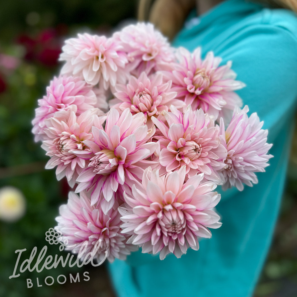 Budapest Blush dahlia tubers, Budapest Blush dahlia bulbs, Budapest Blush dahlia bouquet