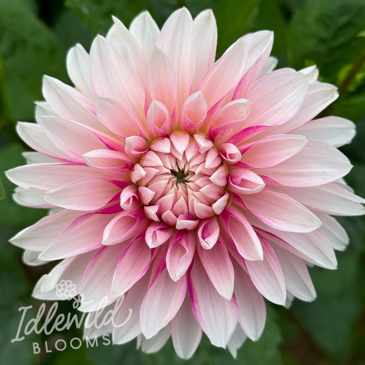 Budapest Blush dahlia tuber, Budapest Blush dahlia bulb, Budapest Blush dahlia flower