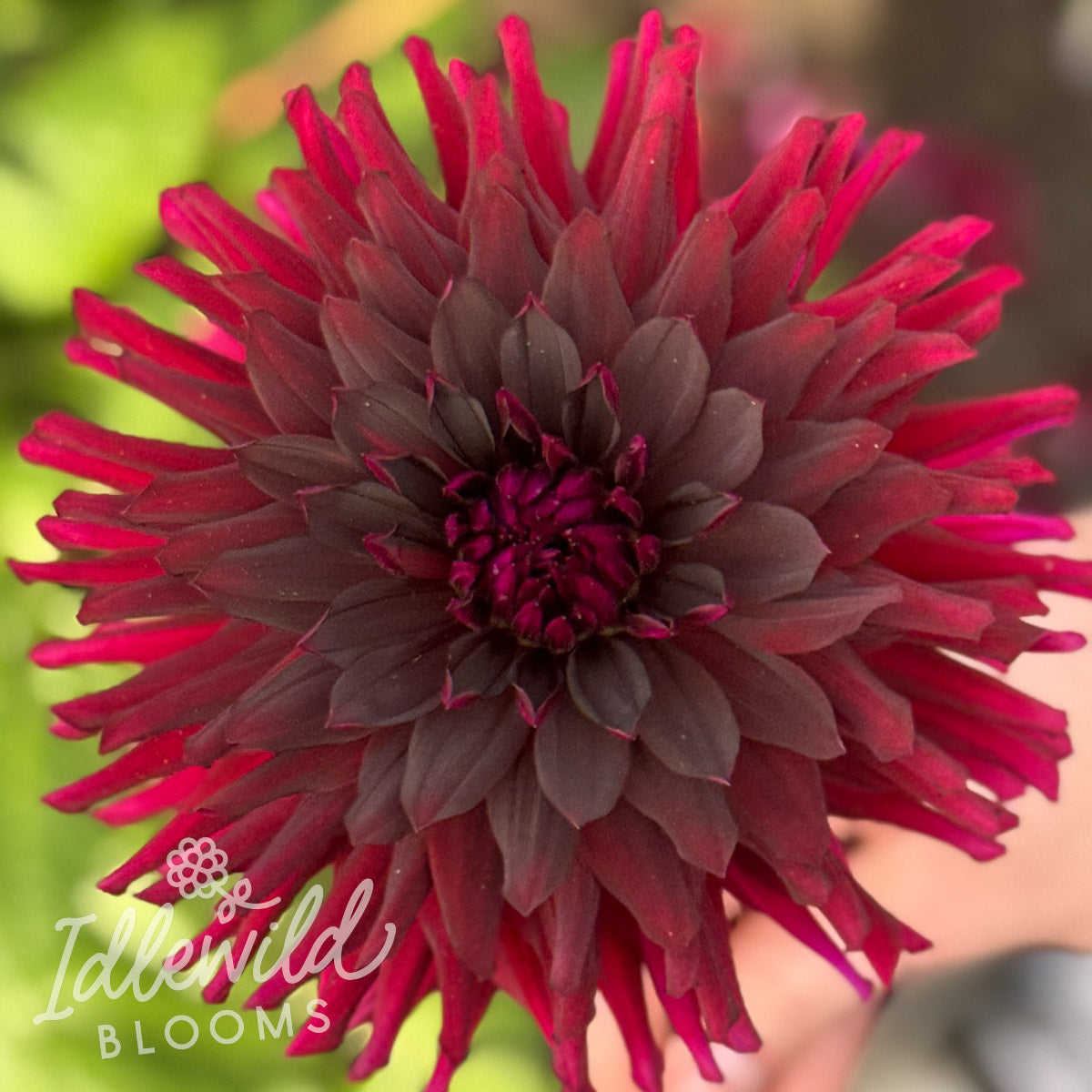 Bull's Blood dahlia tuber, Bull's Blood dahlia flower, Bull's Blood dahlia bulb