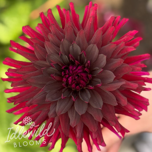 Bull's Blood dahlia tuber, Bull's Blood dahlia flower, Bull's Blood dahlia bulb