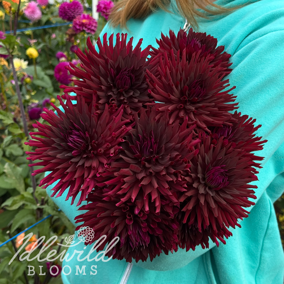 Bull's Blood dahlia tubers. This 6" to 8", dark red, incurved cactus dahlia was introduced by Walt Jacenko in 2024. 