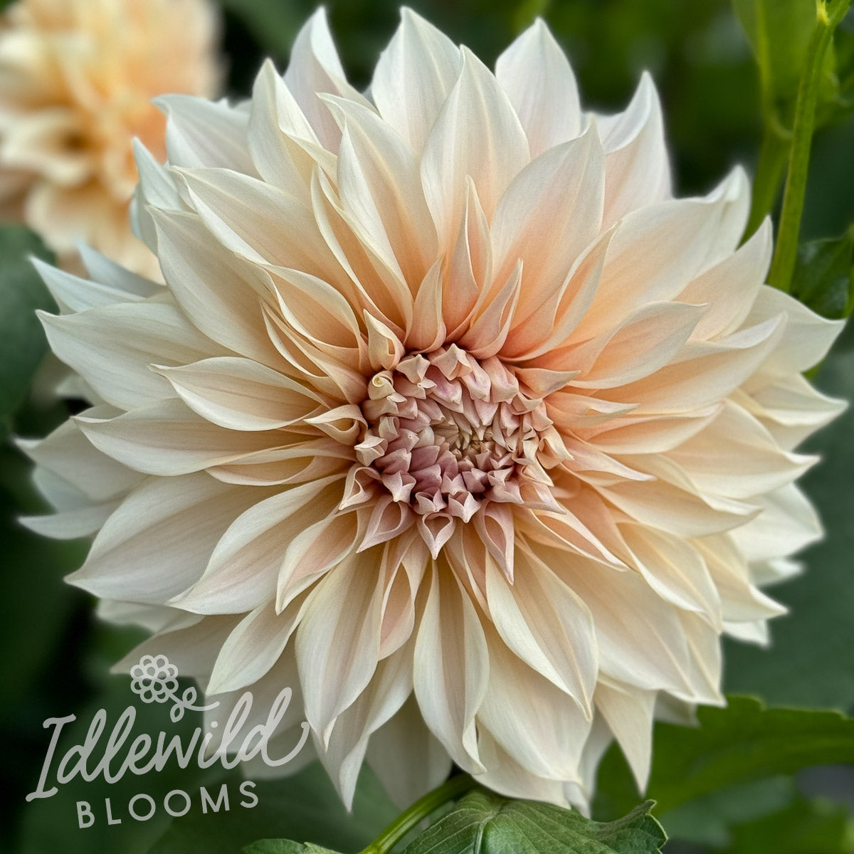 Cafe Au Lait dahlia bulb, Cafe Au Lait dahlia tuber, Cafe Au Lait dahlia flower