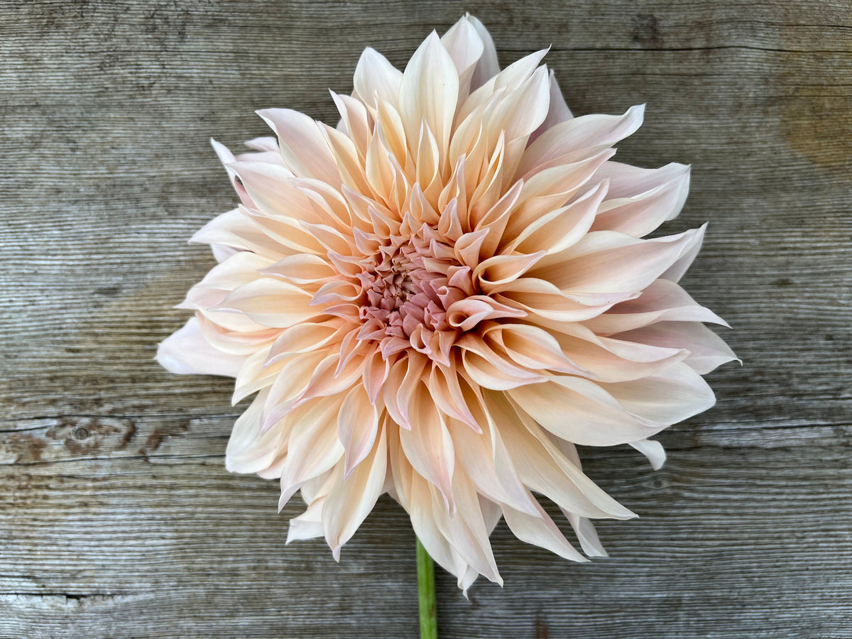 Cafe Au Lait dahlia tubers