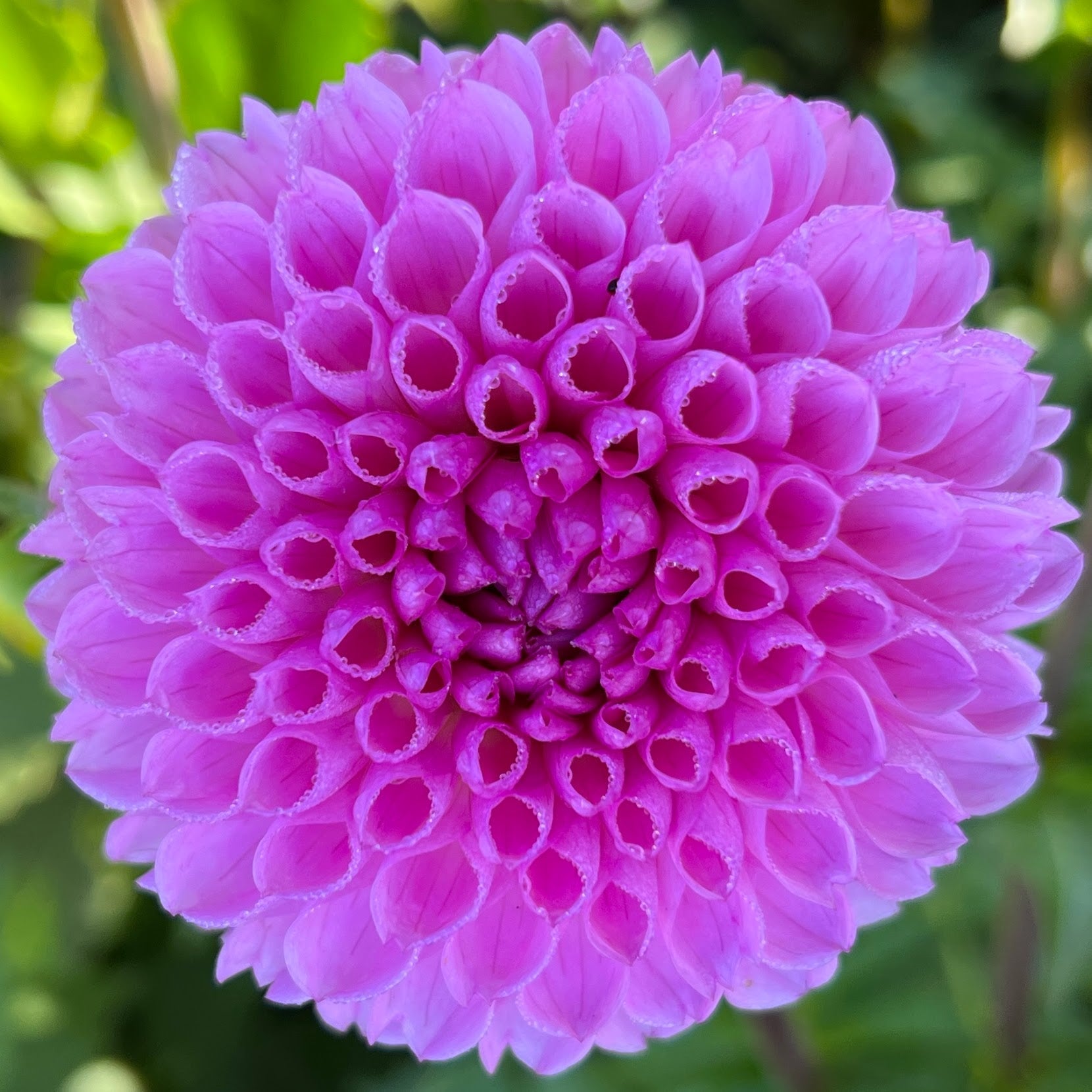 Camano Love dahlia tuber, Camano Love dahlia bulb, Camano Love dahlia flower