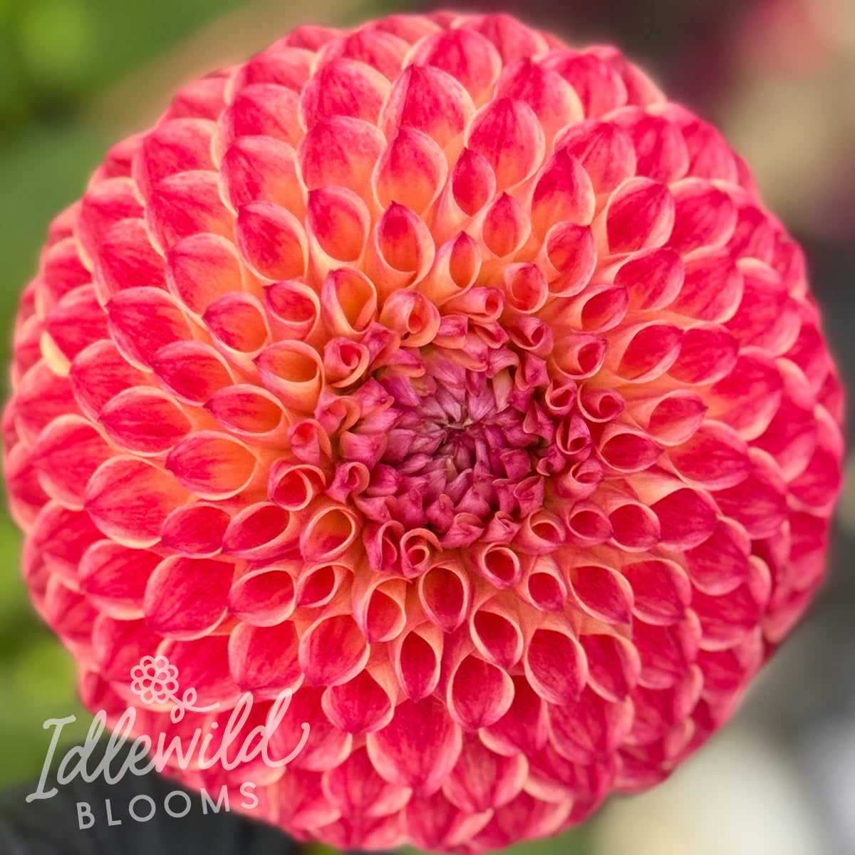 Camano Mordor dahlia tuber, Camano Mordor dahlia flower, Camano Mordor dahlia bulb