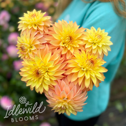 Camano Pet dahlia tubers, Camano Pet dahlia bulbs, Camano Pet dahlia bouquet