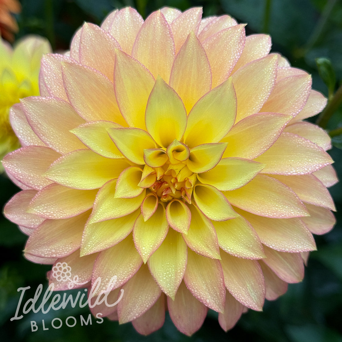 Camano Pet dahlia tuber, Camano Pet dahlia bulb, Camano Pet dahlia flower