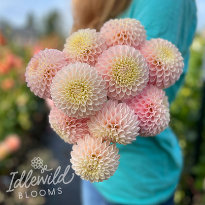 Camano Zoe dahlia bouquet, Camano Zoe dahlia bulbs, Camano Zoe dahlia tubers