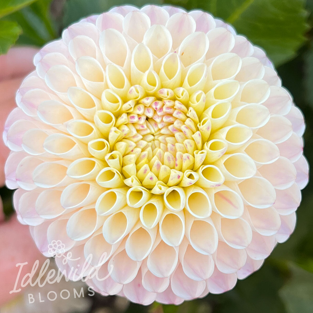 camano zoe dahlia bulb, camano zoe dahlia flower, camano zoe dahlia tuber