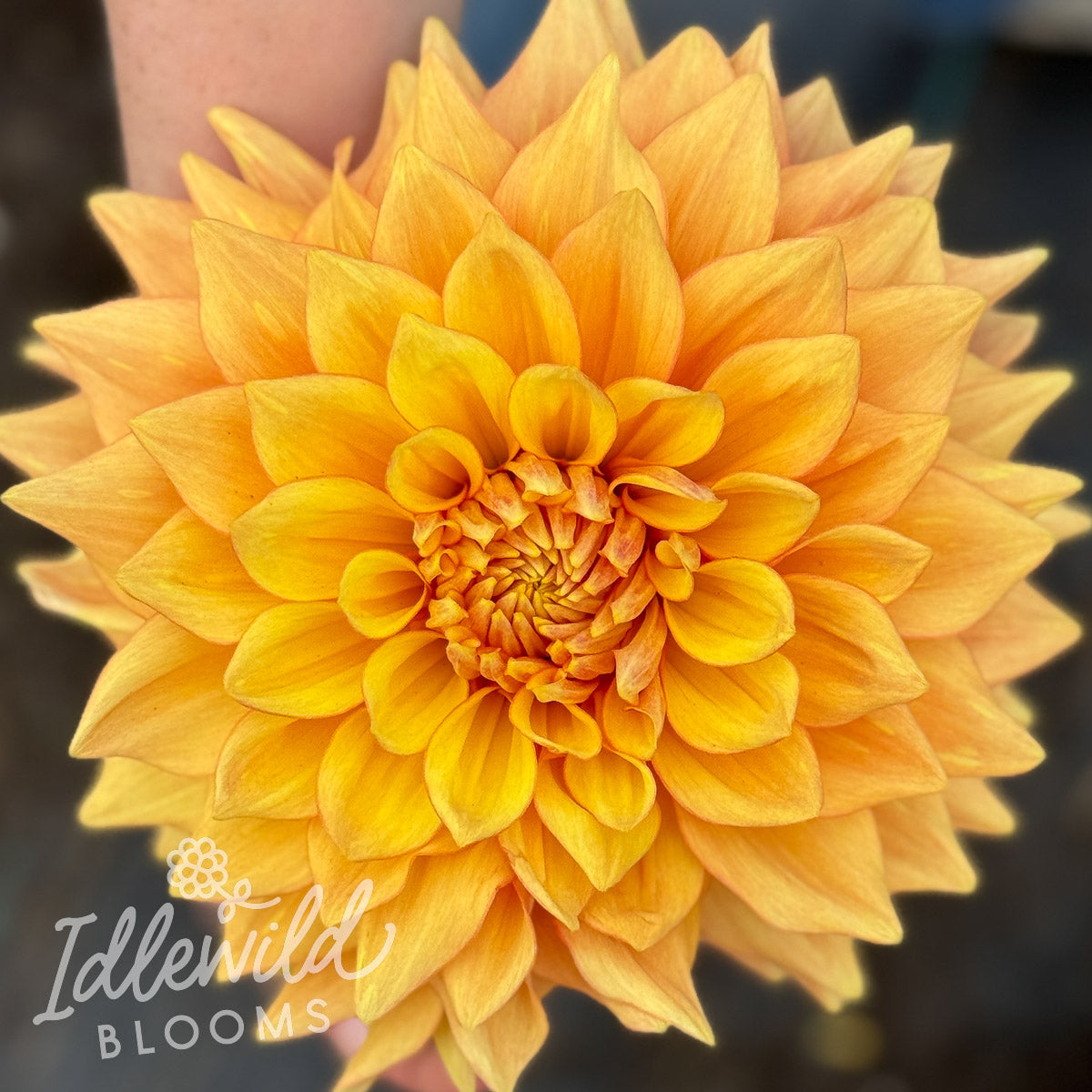 CHi Lorna Doone dahlia tuber, CHi Lorna Doone dahlia bulb