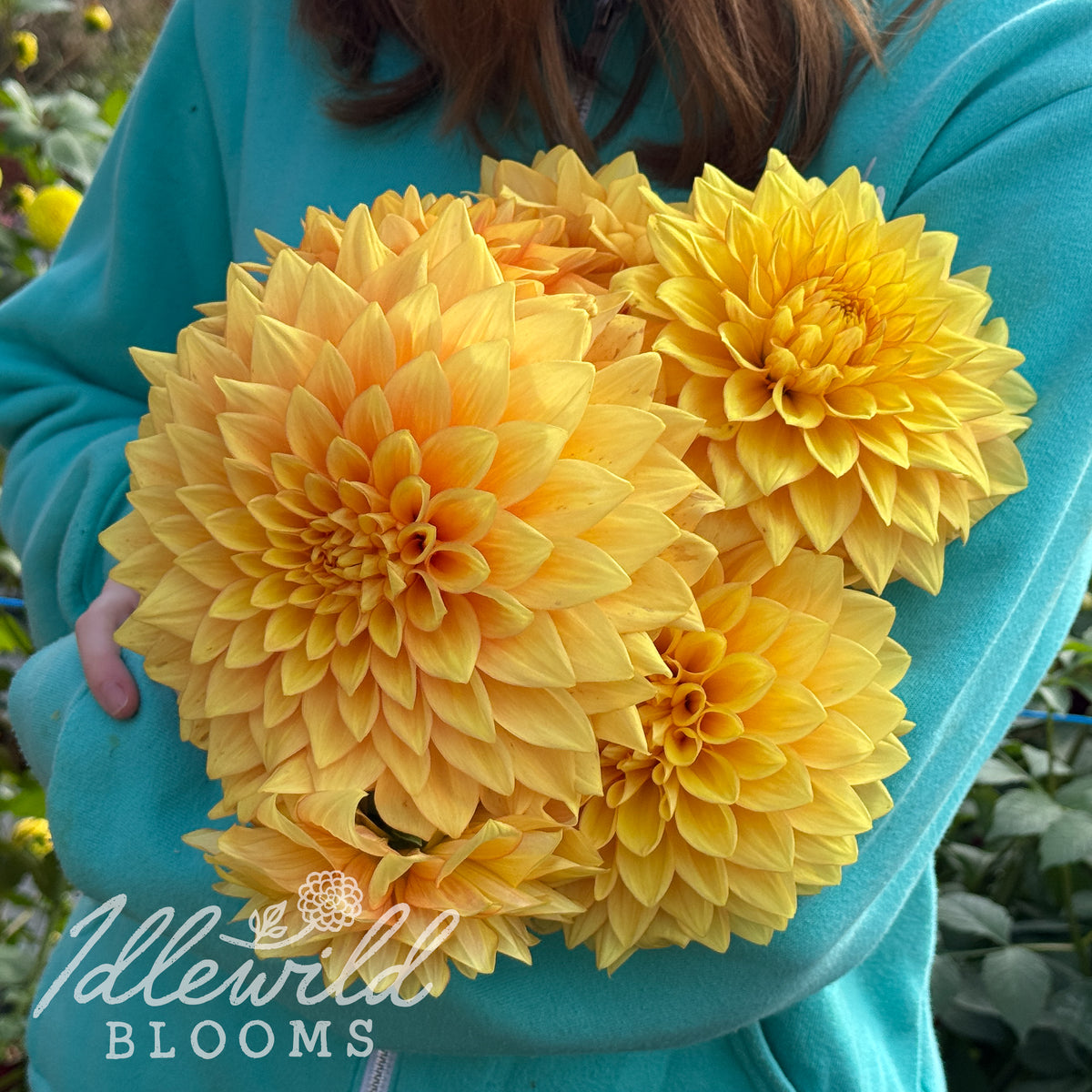 CHi Lorna Doone dahlia tubers. This 6" to 8", orange, formal decorative dahlia was introduced by Paul McKittrick in 2020.