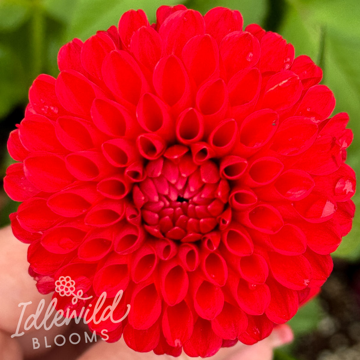 CHi Nese Red dahlia tuber, CHi Nese Red dahlia bulb, CHi Nese Red dahlia flower