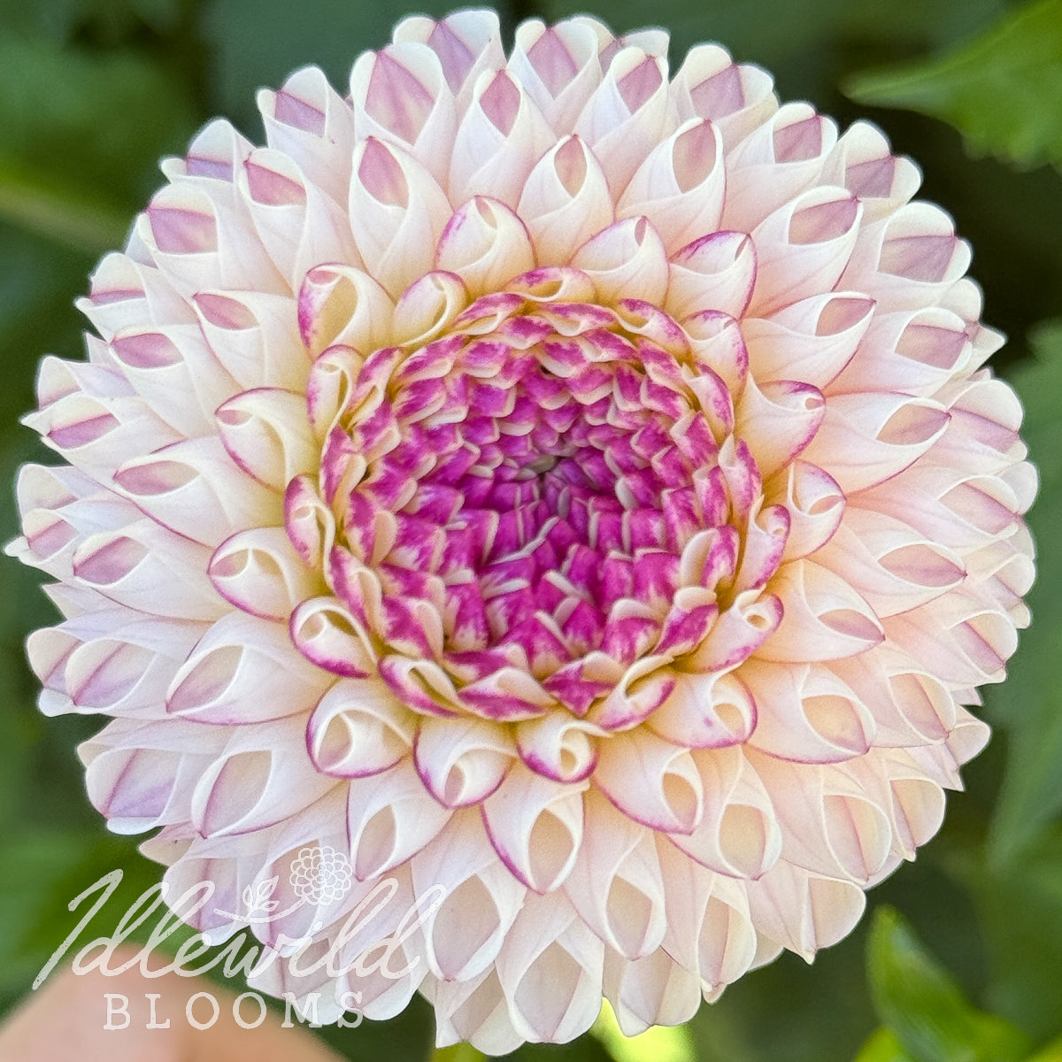 Chimacum Davi dahlia tuber, Chimacum Davi dahlia bulb, Chimacum Davi dahlia flower