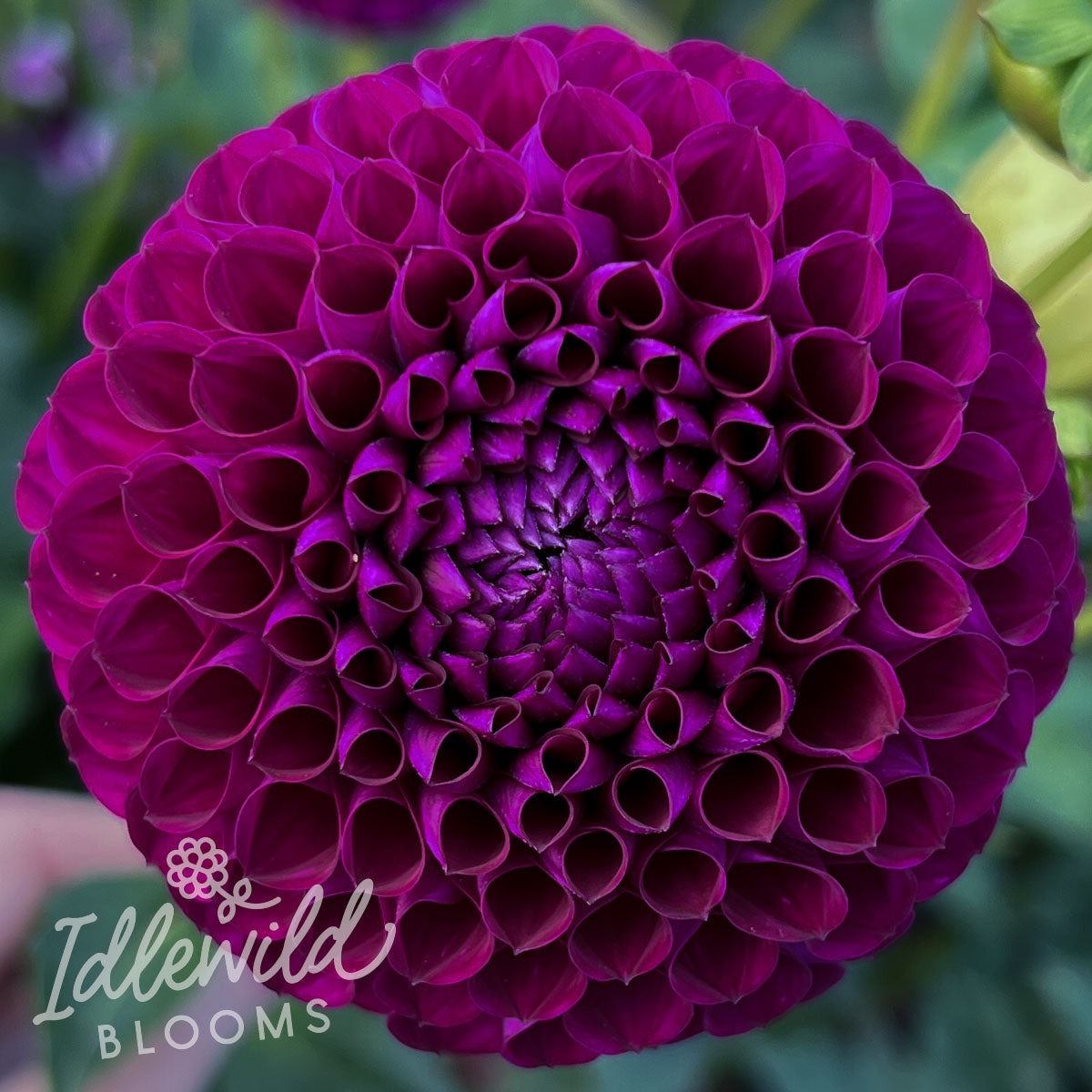 Chimacum Del Blomma Dahlia Tuber Chimacum Del Blomma Flower Photo