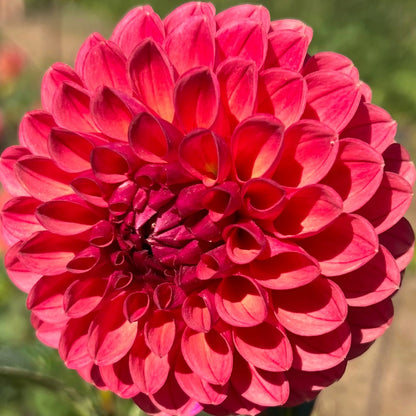 chimacum nadjae dahlai tuber bulb flower