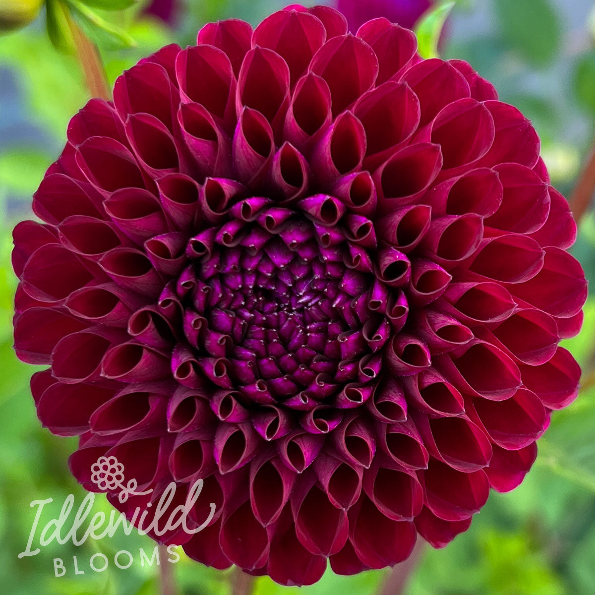 Chimacum Troy dahlia tuber, Chimacum Troy dahlia bulb, Chimacum Troy dahlia flower