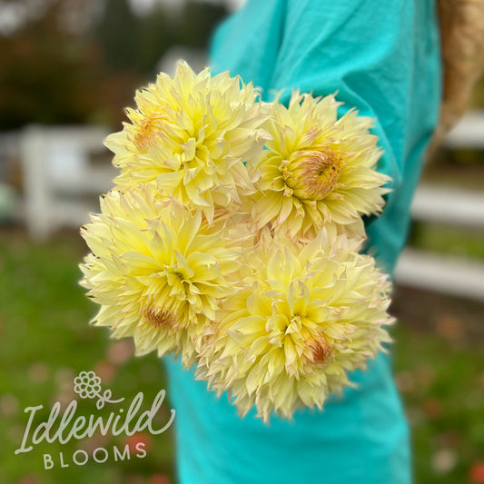 Citron du Cap dahlia bouquet, Citron du Cap dahlia flowers, Citron du Cap dahlia tubers