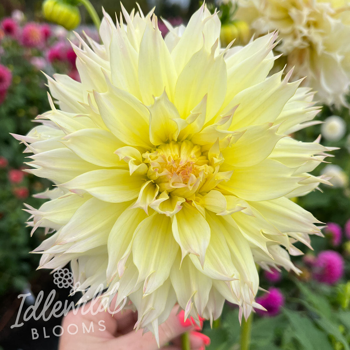 Citron du Cap Dahlia Tuber Citron du Cap Flower Bulb & Information