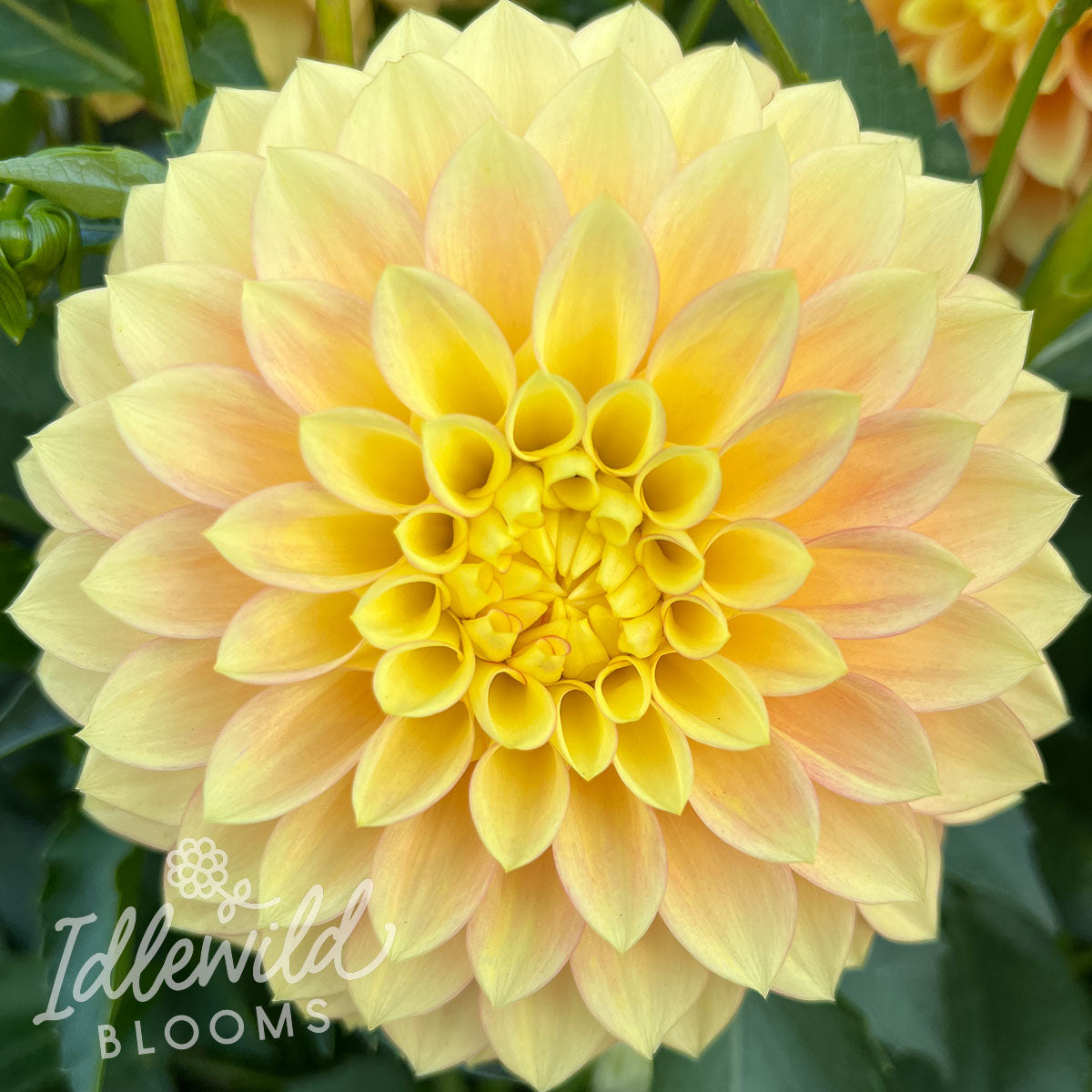 Clearview Crackerjack dahlia bulb, Clearview Crackerjack dahlia flower, Clearview Crackerjack dahlia tuber