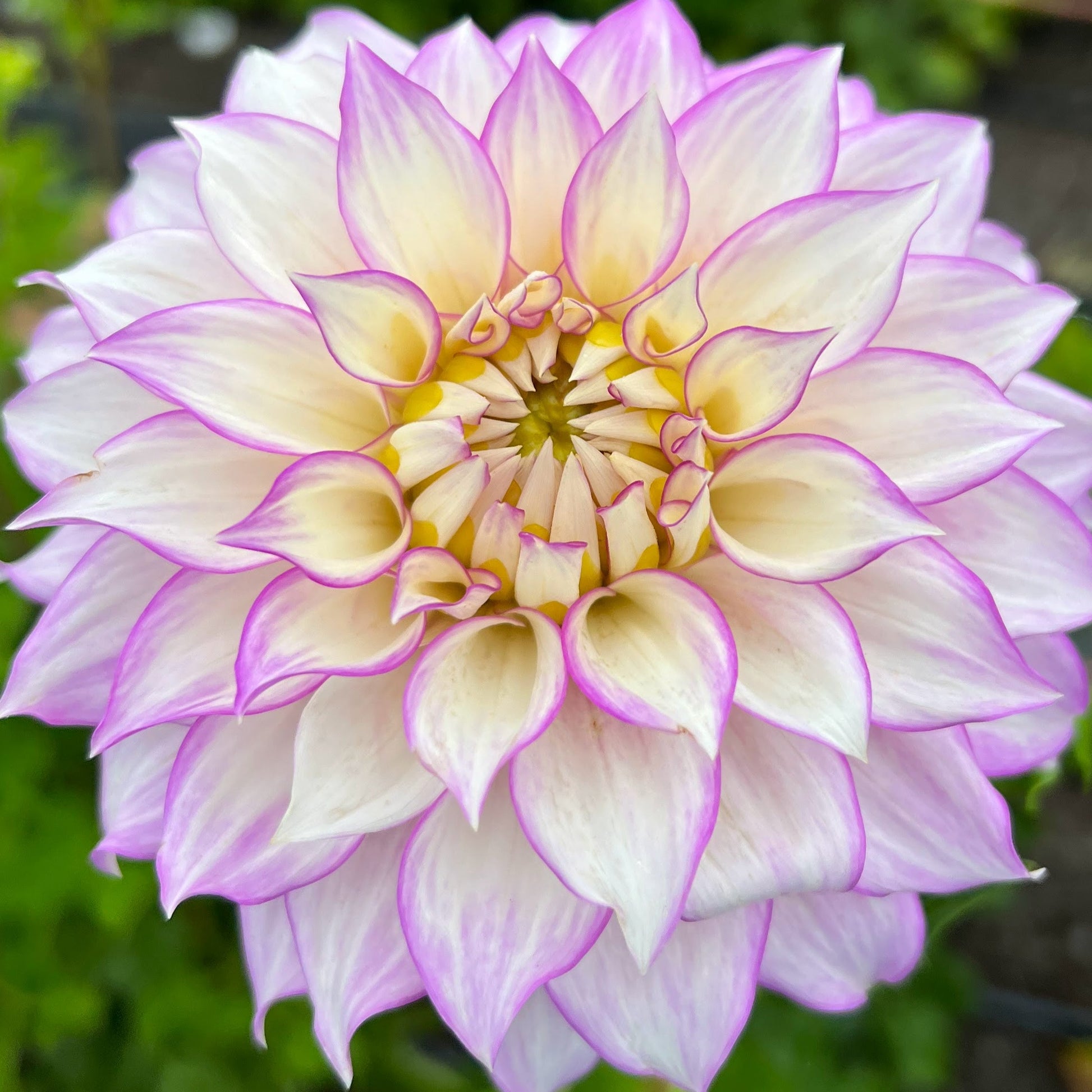 clearview debby dahlia tuber bulb flower