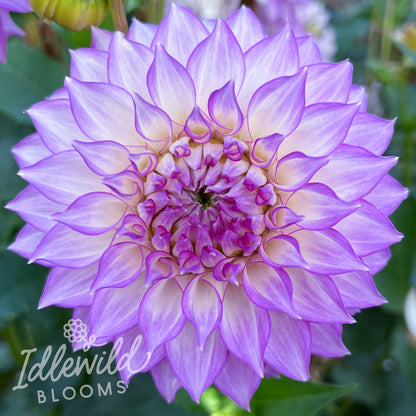 Clearview Debby dahlia tuber, Clearview Debby dahlia flower, Clearview Debby dahlia bulbs