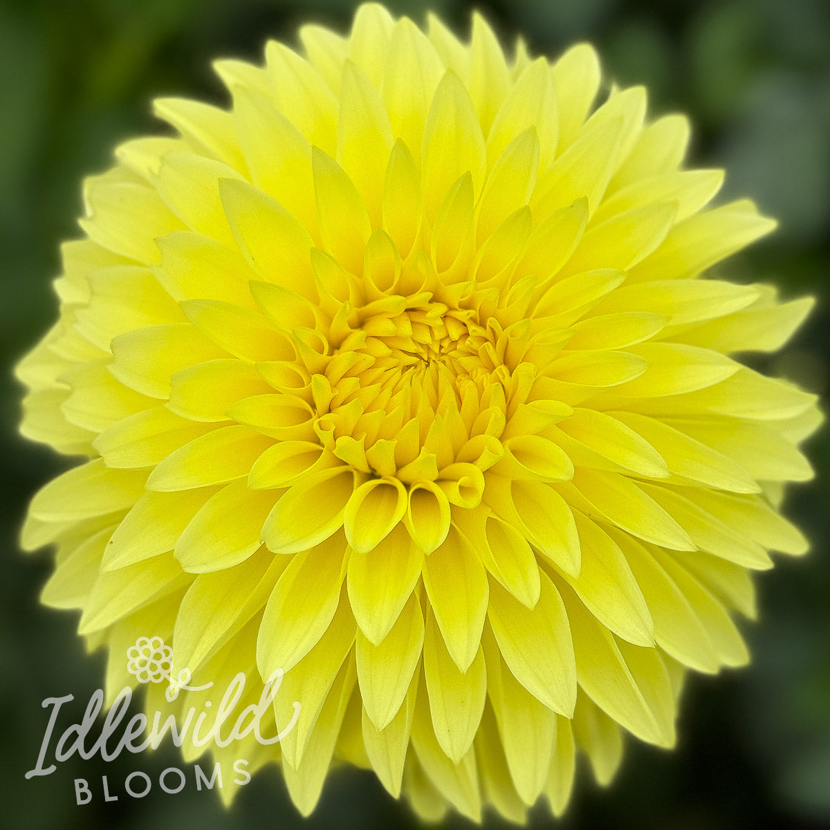 Clearview Del Sol dahlia tuber, Clearview Del Sol dahlia bulb, Clearview Del Sol dahlia flower