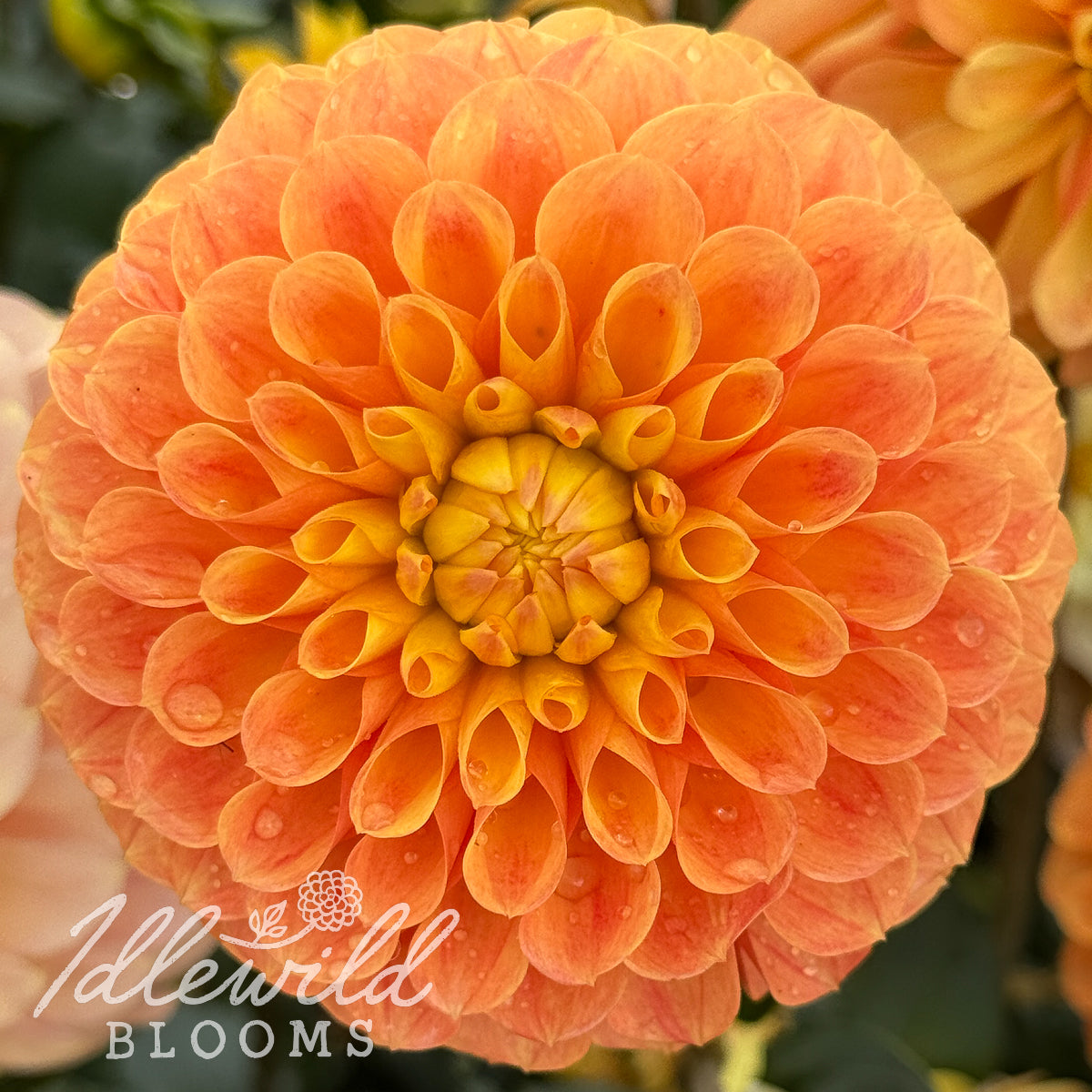 Clearview Emma dahlia tuber, Clearview Emma dahlia flower, Clearview Emma dahlia bulb