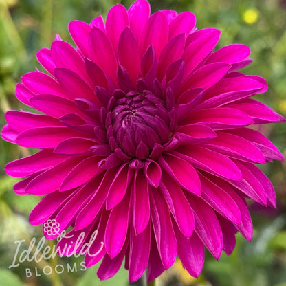 Clearview Erin dahlia tuber, Clearview Erin dahlia flower, Clearview Erin dahlia bulb