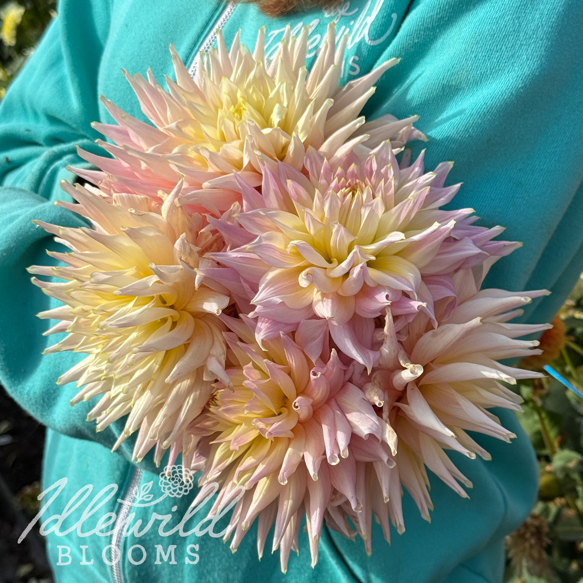 Clearview Jonas dahlia tubers. This 8" to 10", light blend, semi cactus dahlia was introduced by Richard Parshall in 2017.