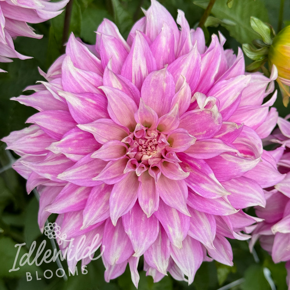 Clearview Lila dahlia tuber, Clearview Lila dahlia flower, Clearview Lila dahlia bubl