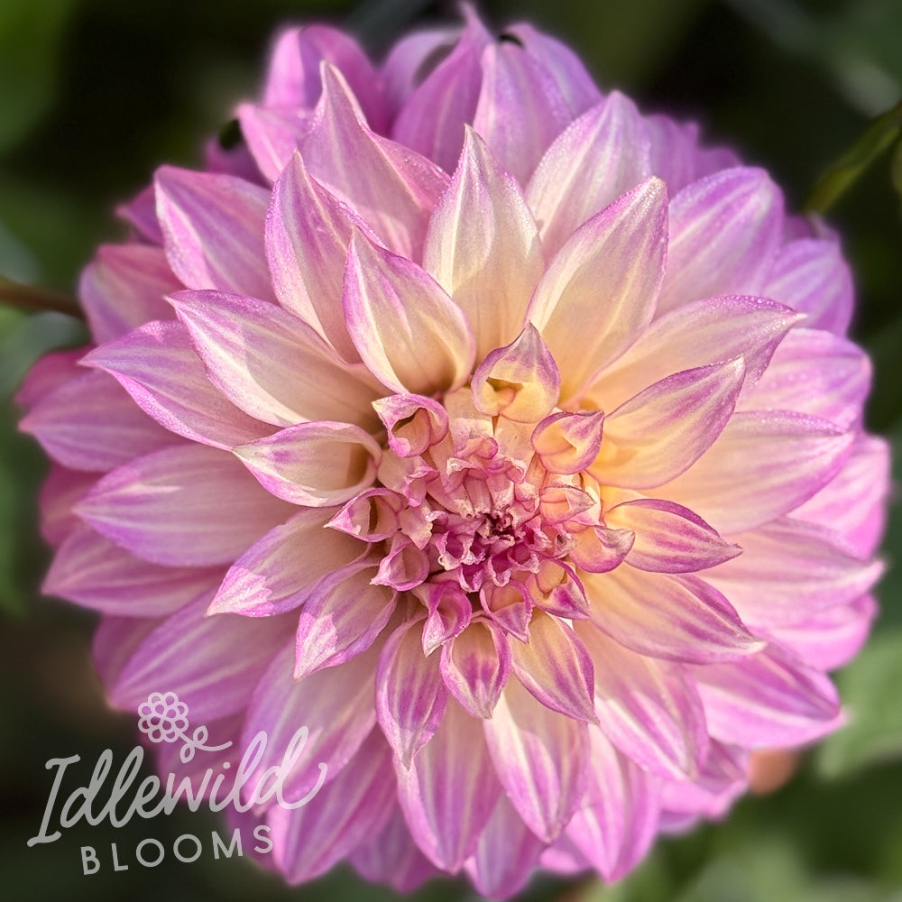Clearview Lila dahlia tuber, Clearview Lila dahlia flower, Clearview Lila dahlia bulb