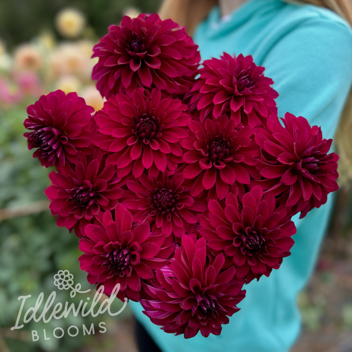 Clearview Nieve dahlia tubers, Clearview Nieve dahlia bulbs, Clearview Nieve dahlia bouquet