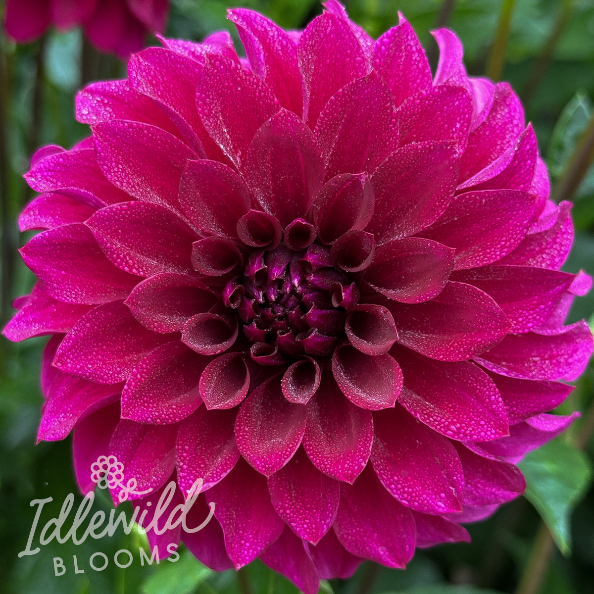 Clearview Nieve dahlia tuber, Clearview Nieve dahlia bulb, Clearview Nieve dahlia flower