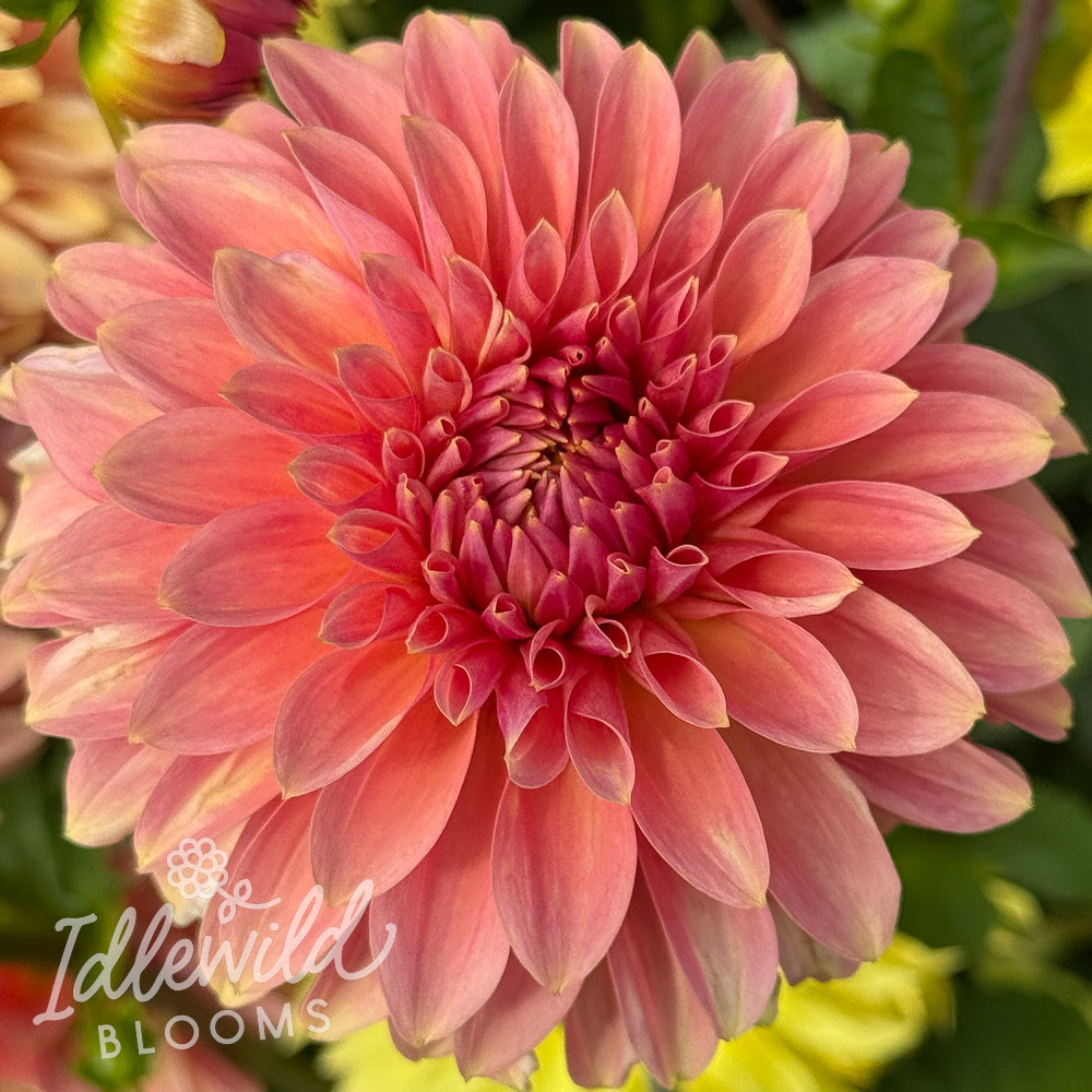 Clearview Pataha dahlia tuber, Clearview Pataha dahlia flower, Clearview Pataha dahlia bulb