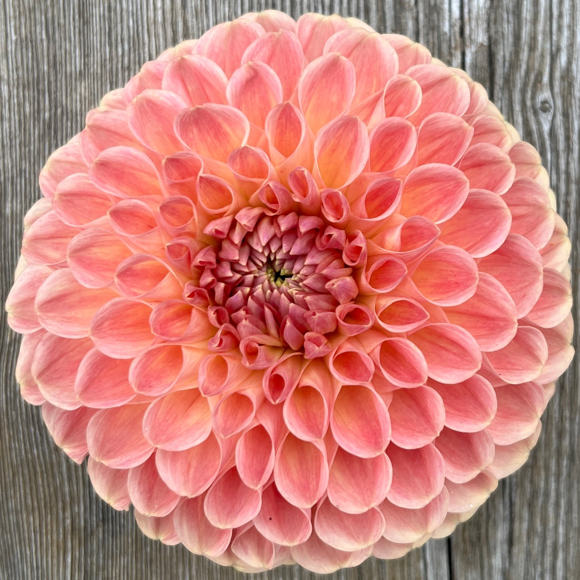 Clearview Peachy dahlia tuber, Clearview Peachy dahlia bulb, Clearview Peachy dahlia flower