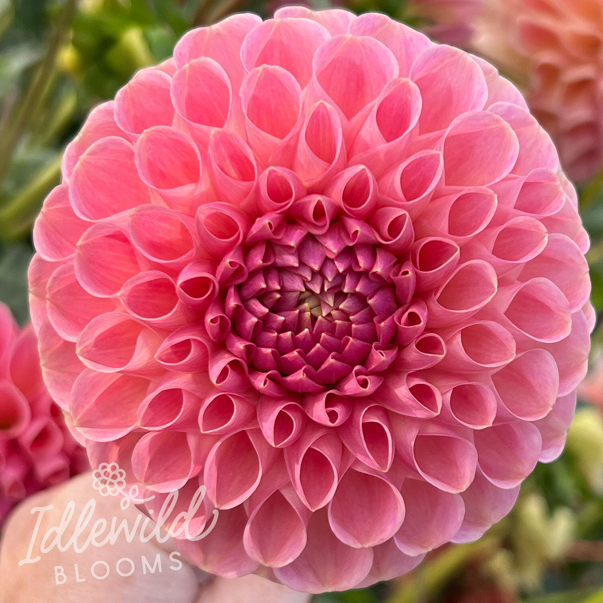 Clearview Peachy Dahlia Tuber | Clearview Peachy Flower Bulb & Information