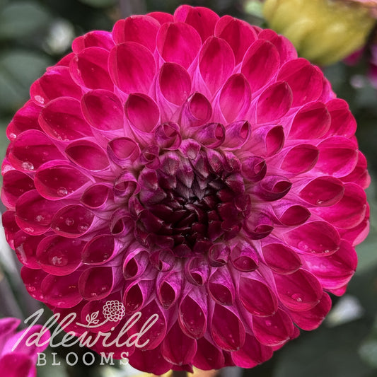 Clearview Royal dahlia tuber, Clearview Royal dahlia flower, Clearview Royal dahlia bulb