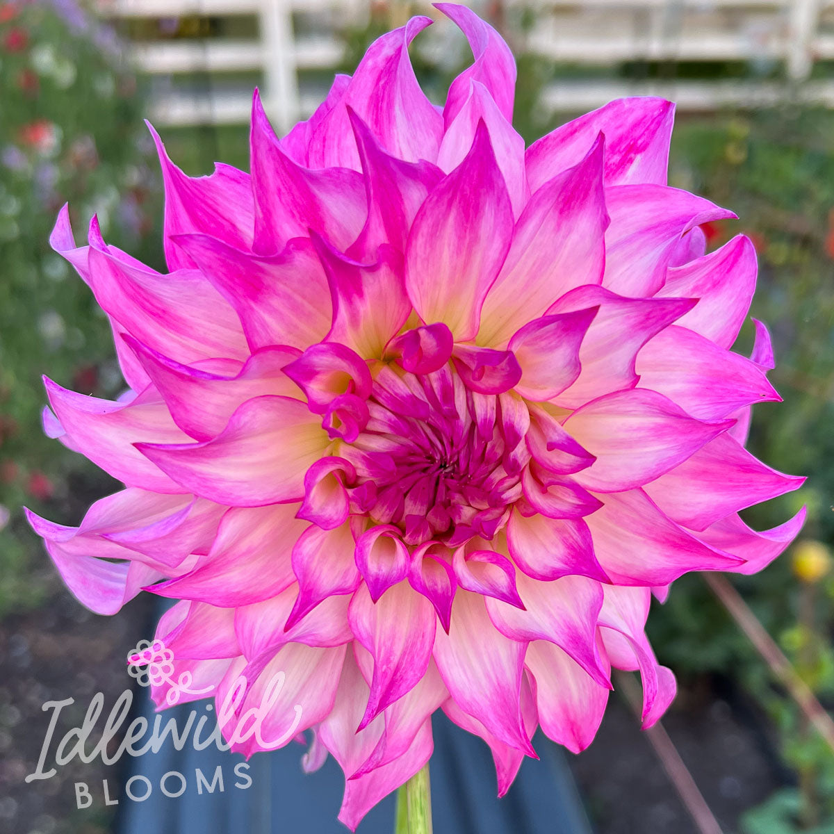 Colorado Classic dahlia tuber, Colorado Classic dahlia bulb, Colorado Classic dahlia flower