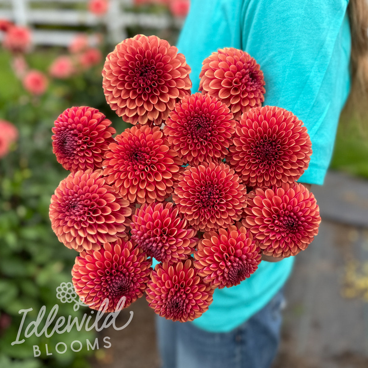 Copper Boy dahlia tubers, Copper Boy dahlia bulbs, Copper Boy dahlia bouquet